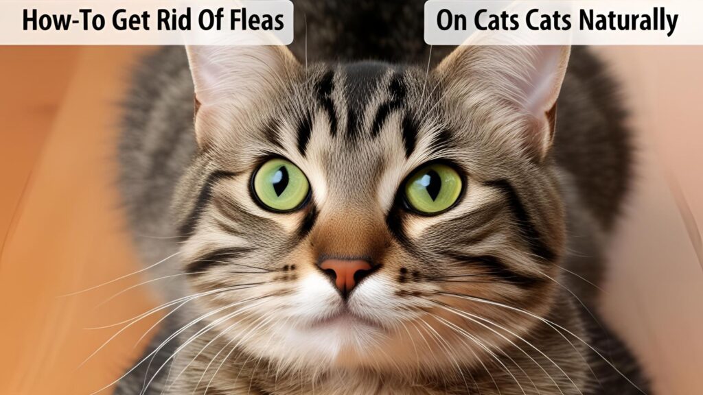 How to Get Rid of Fleas on Cats Naturally