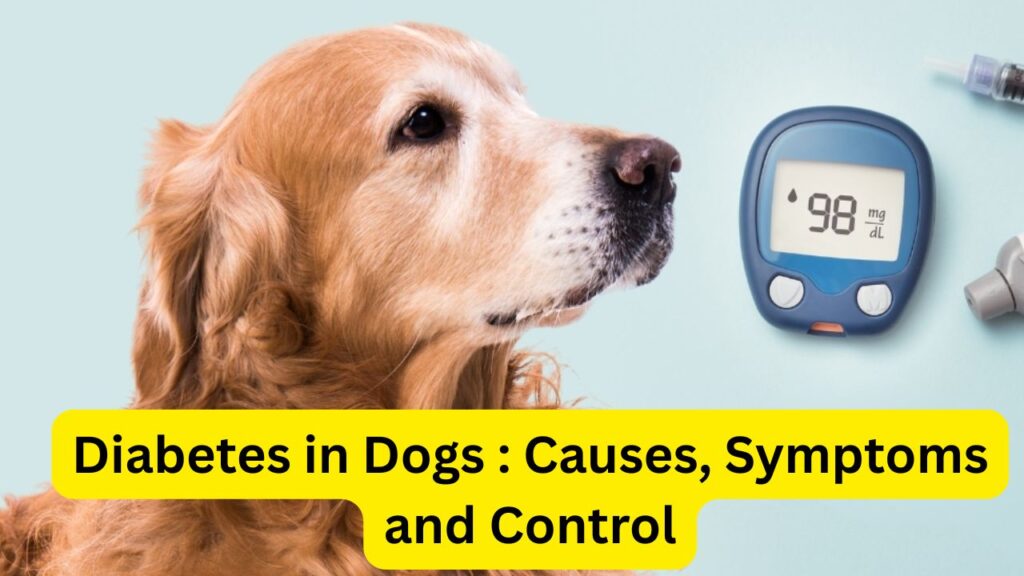 Diabetes in Dogs 2025 : Causes, Symptoms and Control
