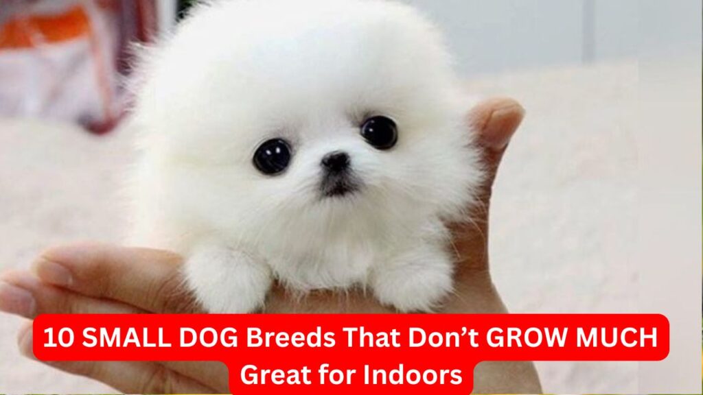 SMALL DOG