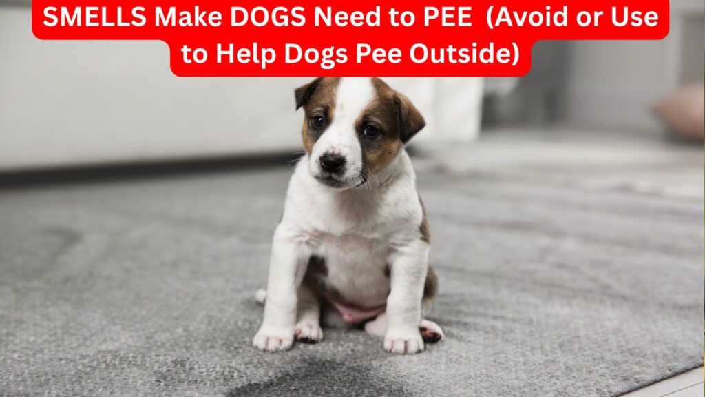 SMELLS Make DOGS Need to PEE Avoid or Use to Help Dogs Pee Outside