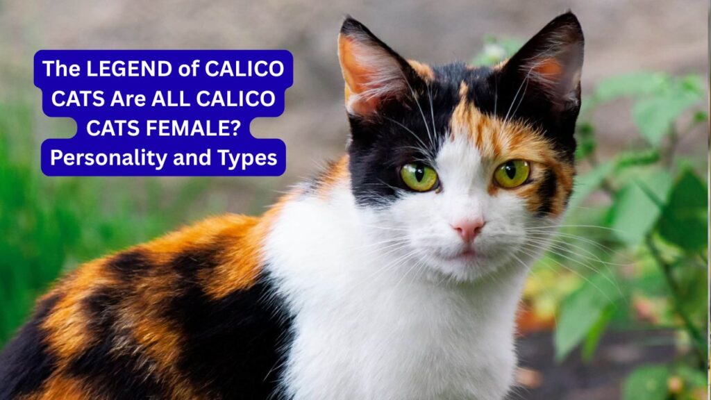 CALICO CATS