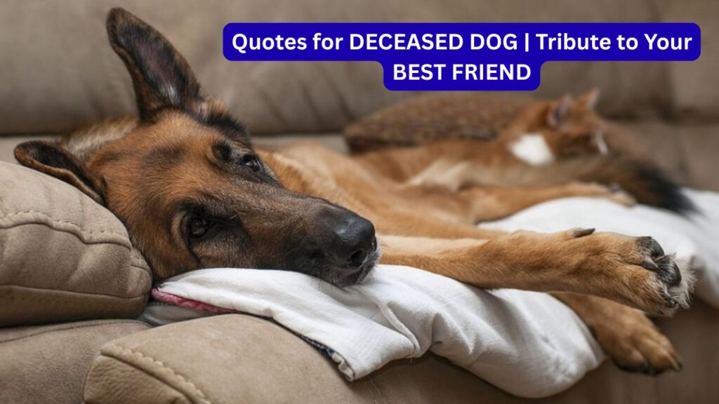 DECEASED DOG