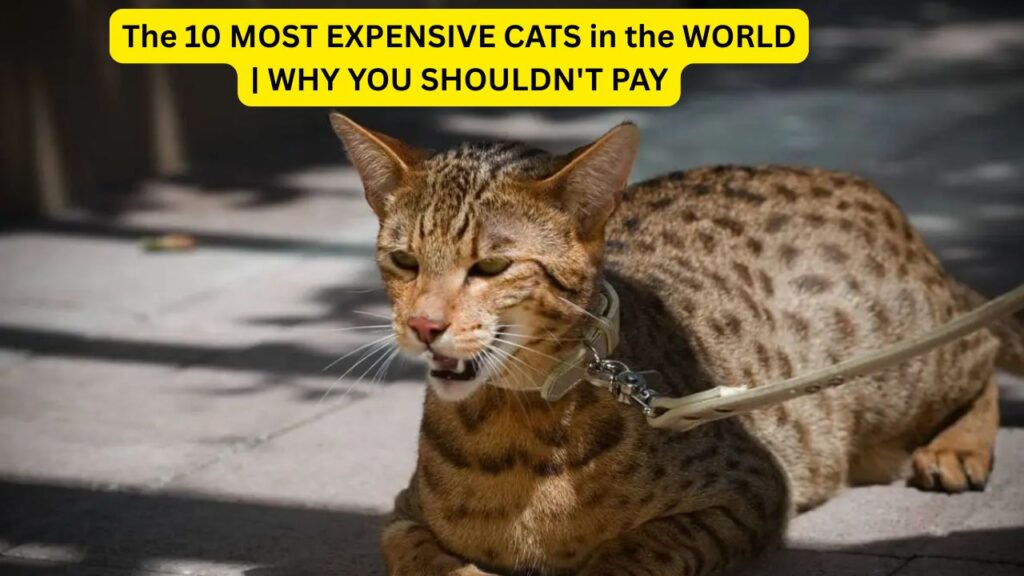 The 10 MOST EXPENSIVE CATS in the WORLD | WHY YOU SHOULDN'T PAY
