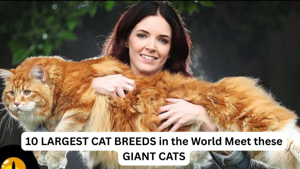10 LARGEST CAT BREEDS in the World Meet these GIANT CATS