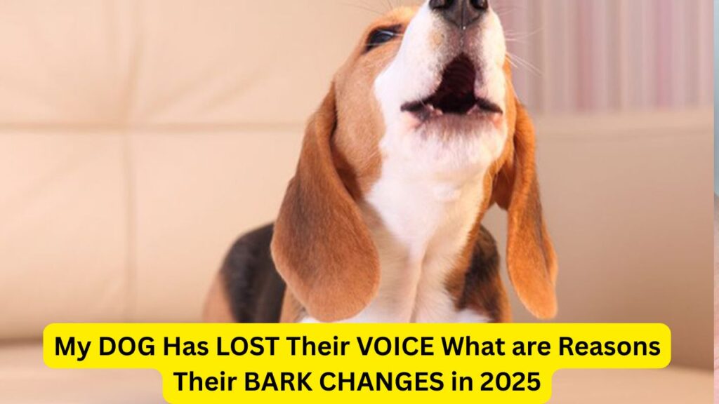 My DOG Has LOST Their VOICE What are Reasons Their BARK CHANGES in 2025