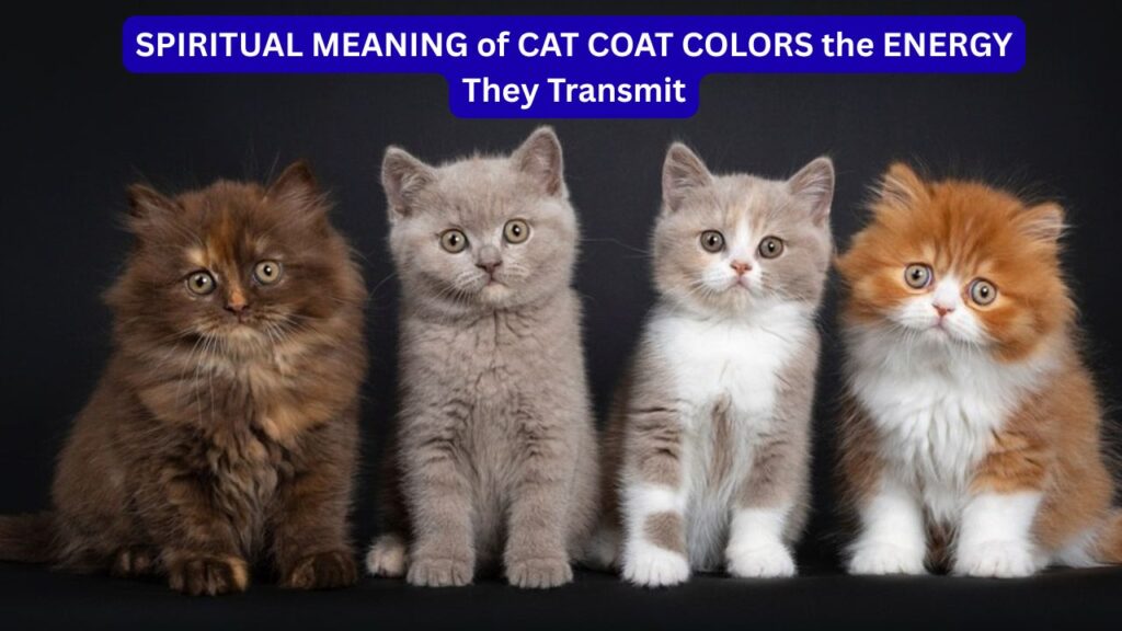 SPIRITUAL MEANING of CAT COAT COLORS the ENERGY They Transmit