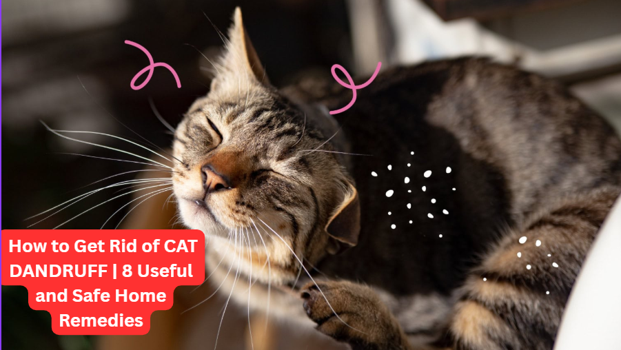 CAT DANDRUFF