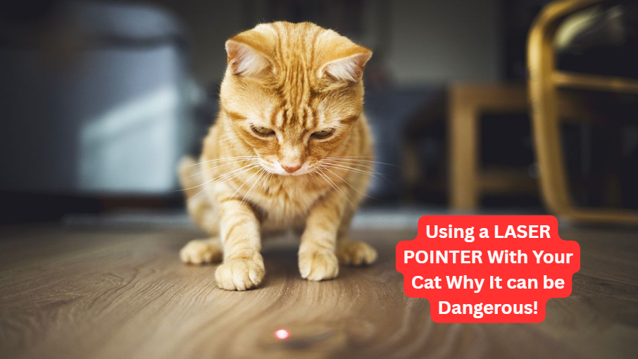 Using a LASER POINTER With Your Cat Why It can be Dangerous!